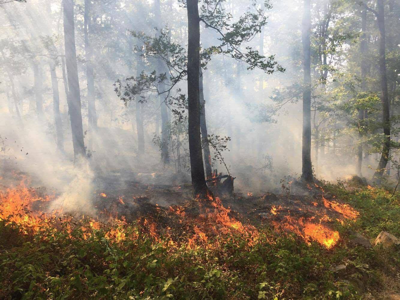 Vulnerabilitățile societăţii româneşti în procesul de management al incendiilor de pădure